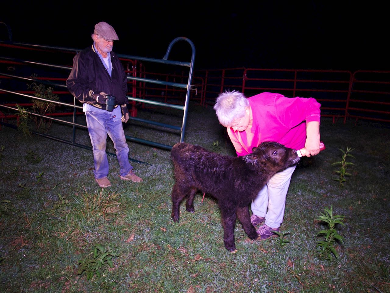 HHCA registered cattle for sale in St. Louis.